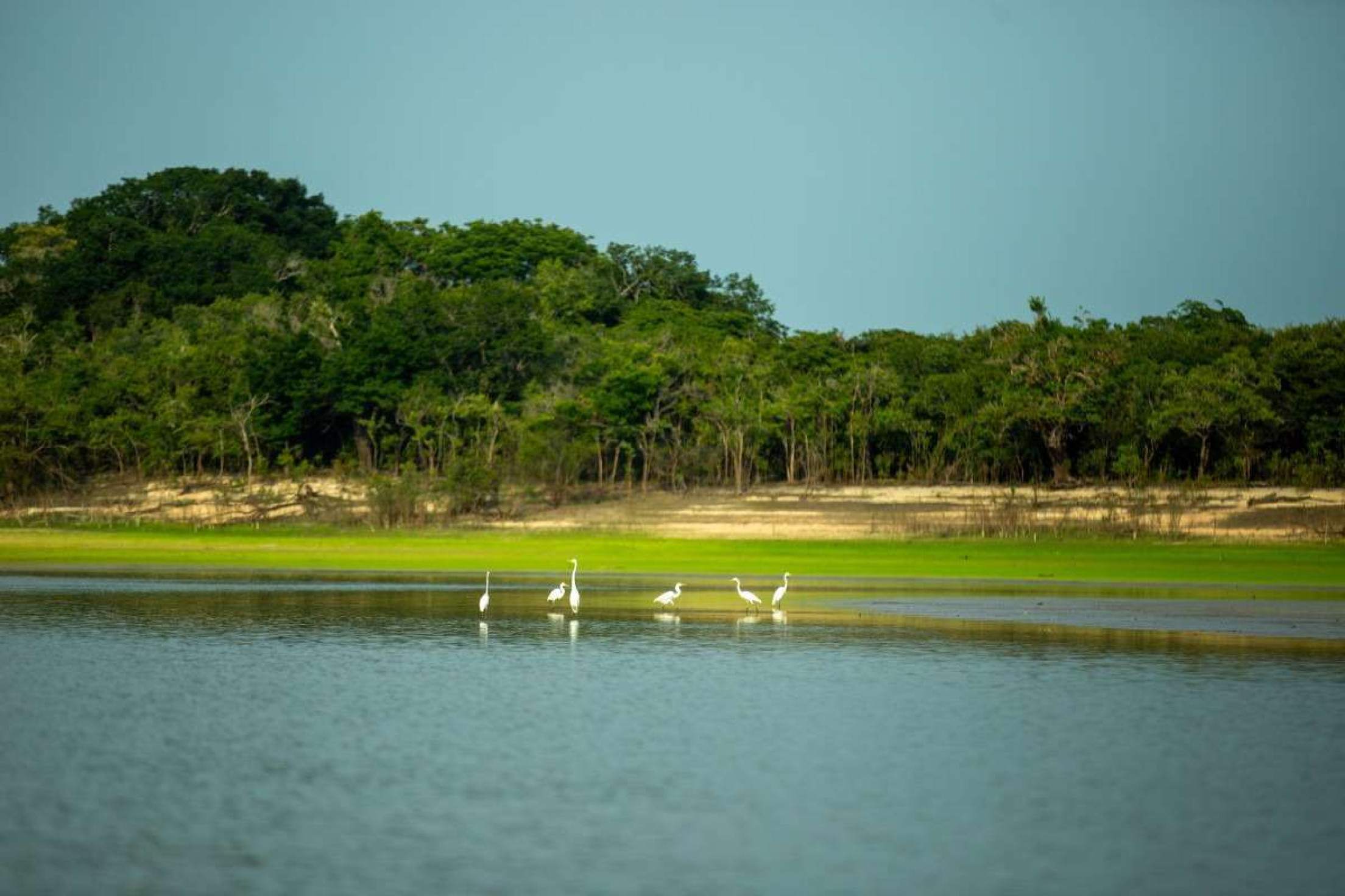 Regeneração de lago no Pará é exemplo 