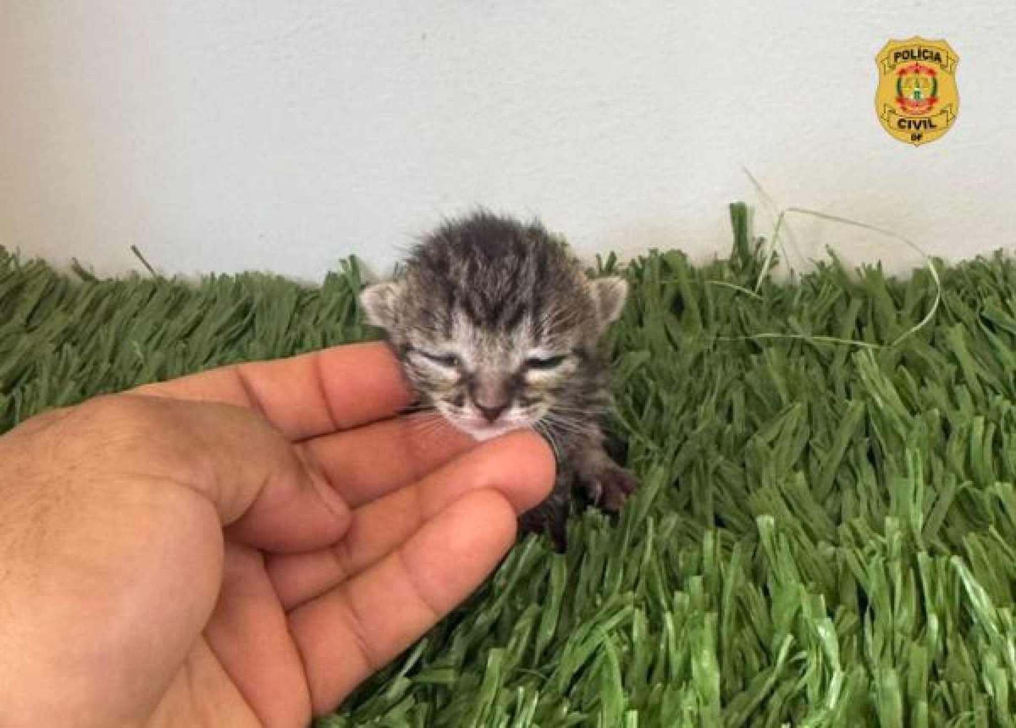 Polícia indicia jovens que abandonaram 10 gatos em hospital veterinário Polícia indicia jovens que abandonaram 10 gatos em hospital veterinário