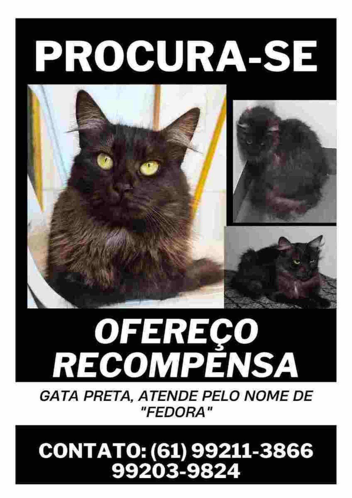 Bruna pede ajuda da população para achar a gata.