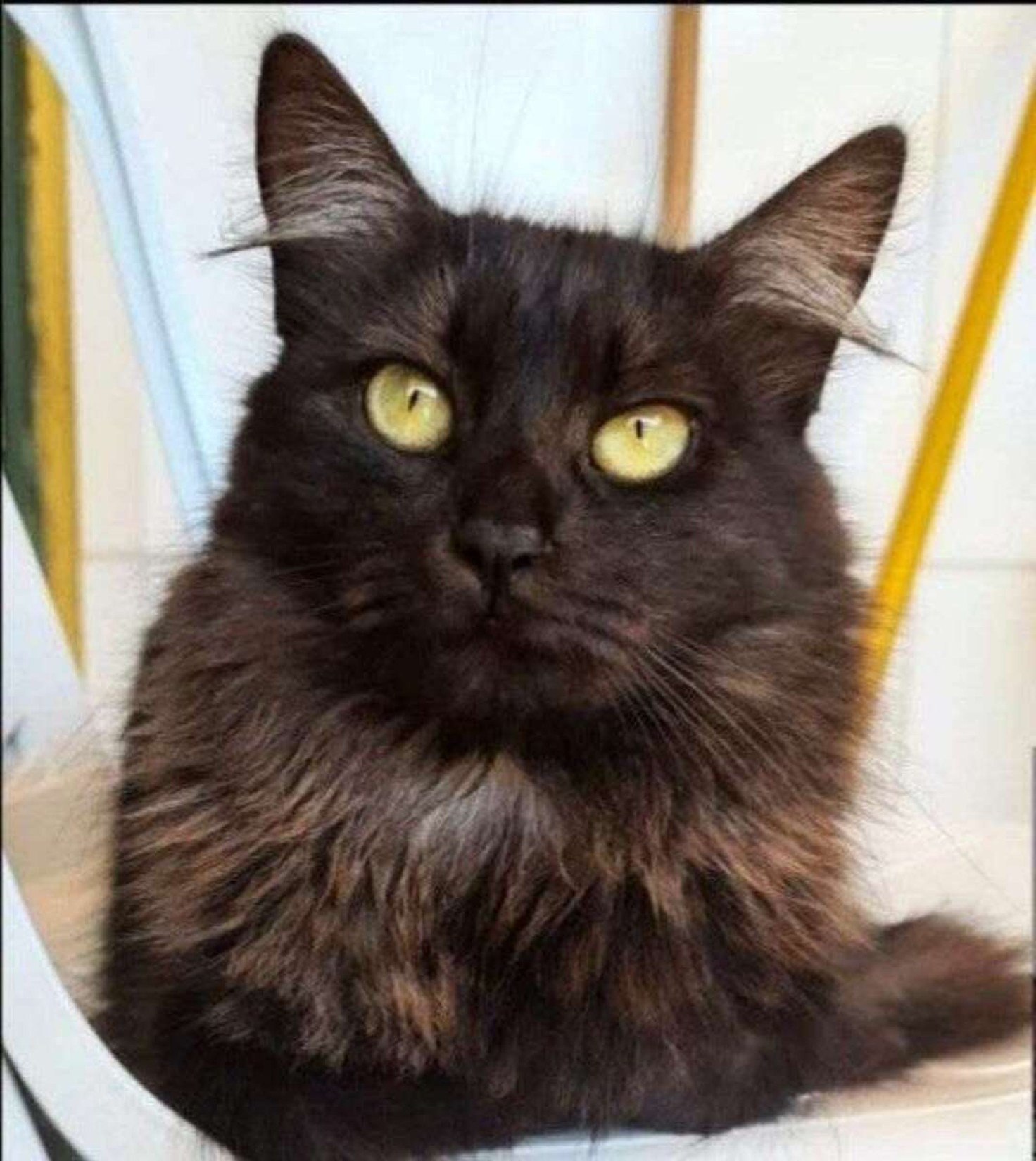 Na foto, Fedora, gatinha que se perdeu no So Nascente.