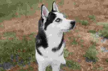 Husky siberiano ao ar livre -  (crédito: Reprodução/Freepik)