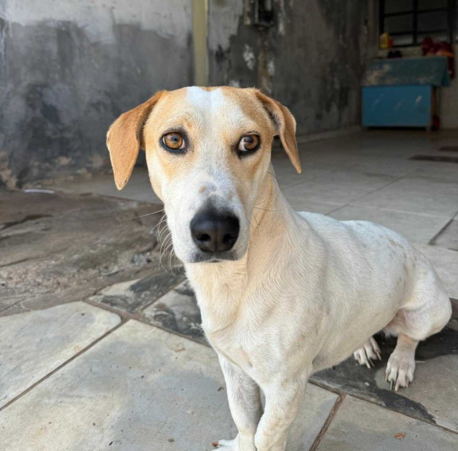 Ceia com atenção! Veja o que o seu pet pode ou não comer no natal