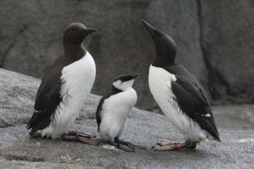 Os araus normalmente mergulham para capturar pequenos peixes, mas não encontraram comida suficiente para sobreviver -  (crédito: Reprodução)