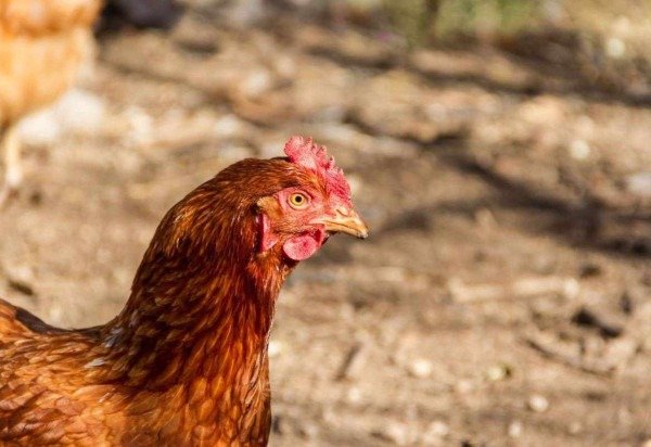 fio de aço/Freepik