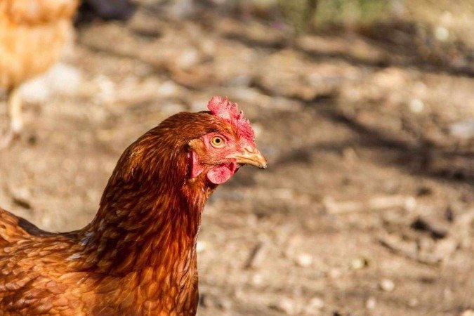 Até o momento, o vírus precisa de um vetor animal para transmitir para as pessoas - (crédito: fio de aço/Freepik) Até o momento, o vírus precisa de um vetor animal para transmitir para as pessoas - (crédito: fio de aço/Freepik)