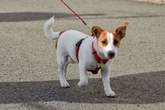 Planejar o primeiro passeio do cachorro garante a segurança e o conforto do animal (Imagem: aleksandr4300 | Shutterstock) -  (crédito: EdiCase)