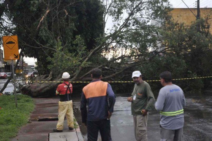 Uma árvore caiu em Ceilândia bloqueando a via pública