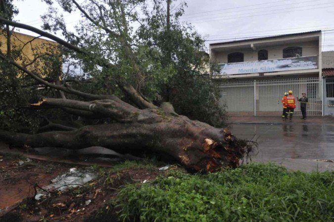  19/12/2024. Crédito: Minervino Júnior/CB/D.A Press. Brasil.  Brasilia - DF. Estragos da chuva na Ceilândia. Derrubada de árvove na QNP 05