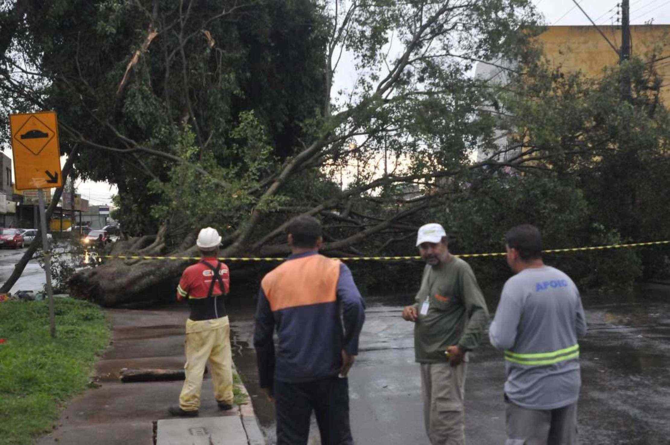 Uma árvore caiu em Ceilândia bloqueando a via pública 19/12/2024. Crédito: Minervino Júnior/CB/D.A Press. Brasil. Brasilia - DF. Estragos da chuva na Ceilândia. Derrubada de árvove na QNP 05