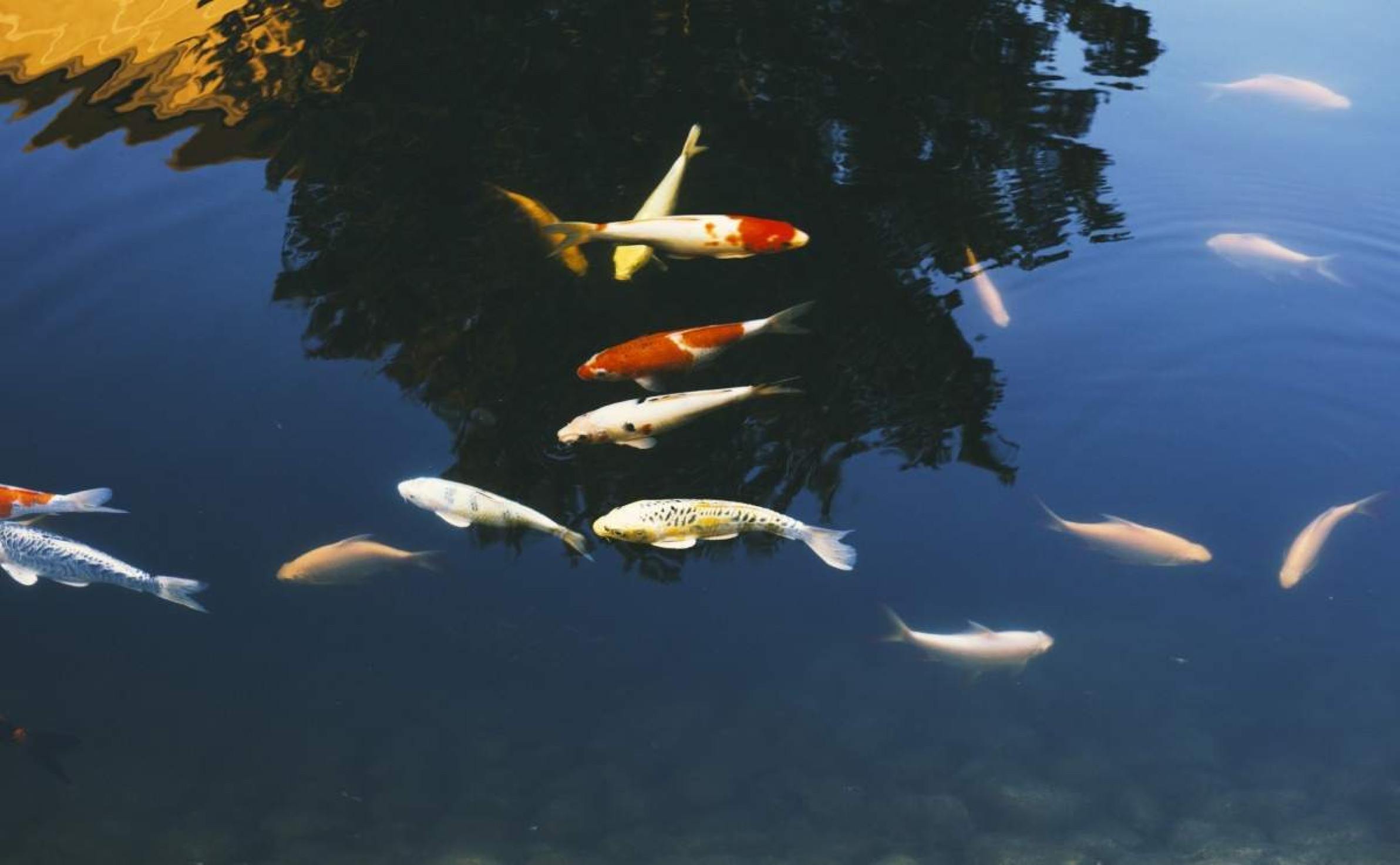 Os peixes bebem água? Entenda