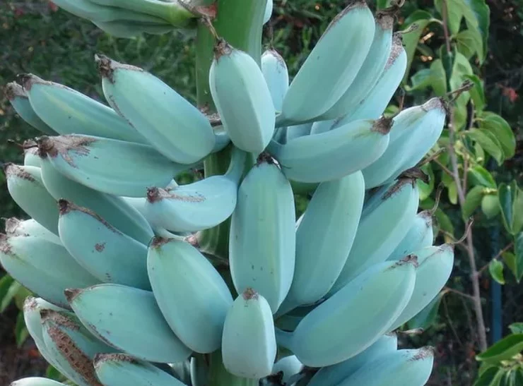 Em algumas regiões tropicais do mundo é possível encontrar uma banana de cor diferente da que estamos habituados (verdes ou amarelas). Trata-se de uma variedade azul que é um híbrido da banana Musa balbisiana e da Musa acuminata. E mais: ela tem sabor que remete à baunilha e textura parecida com a de sorvete. 
 -  (crédito: Reprodução/Sociedade Internacional da Banana)