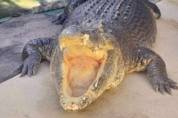 O réptil foi capturado na década de 1980 e se tornou um dos crocodilos mais reconhecidos do mundo -  (crédito: Reprodução/Instagram/crocosauruscove)