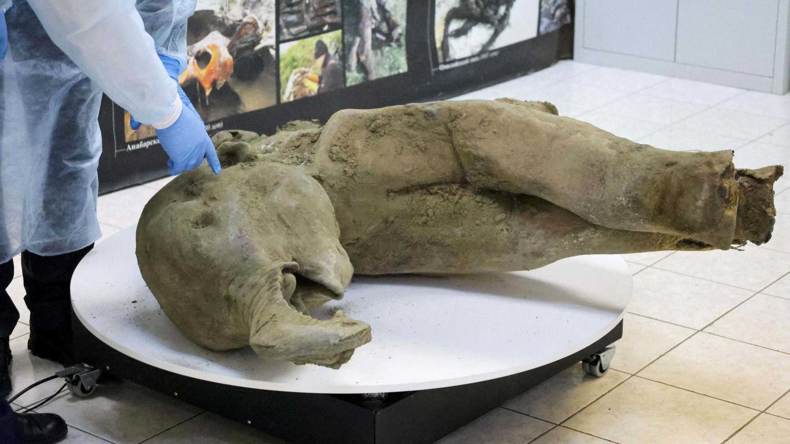 Os incríveis restos preservados de bebê mamute de 50 mil anos -  (crédito: BBC Geral)