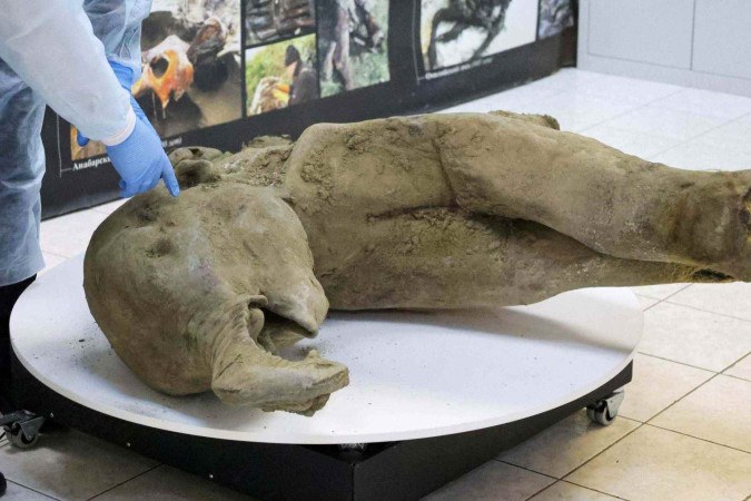 Os incríveis restos preservados de bebê mamute de 50 mil anos -  (crédito: BBC Geral)