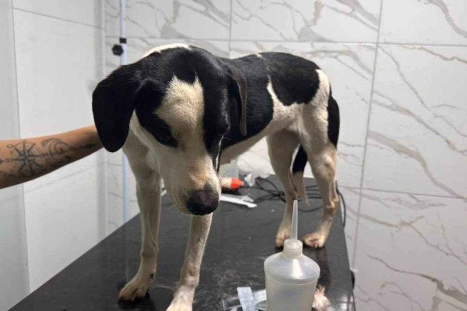 Cachorro é atropelado por motorista alcoolizado.  -  (crédito: Divulgação/ Detran-DF)