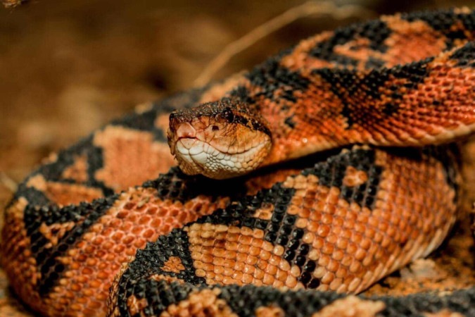 As cobra peçonhentas se destacam por seu veneno potente e características únicas (Imagem: Vampflack | Shutterstock)  -  (crédito: EdiCase)