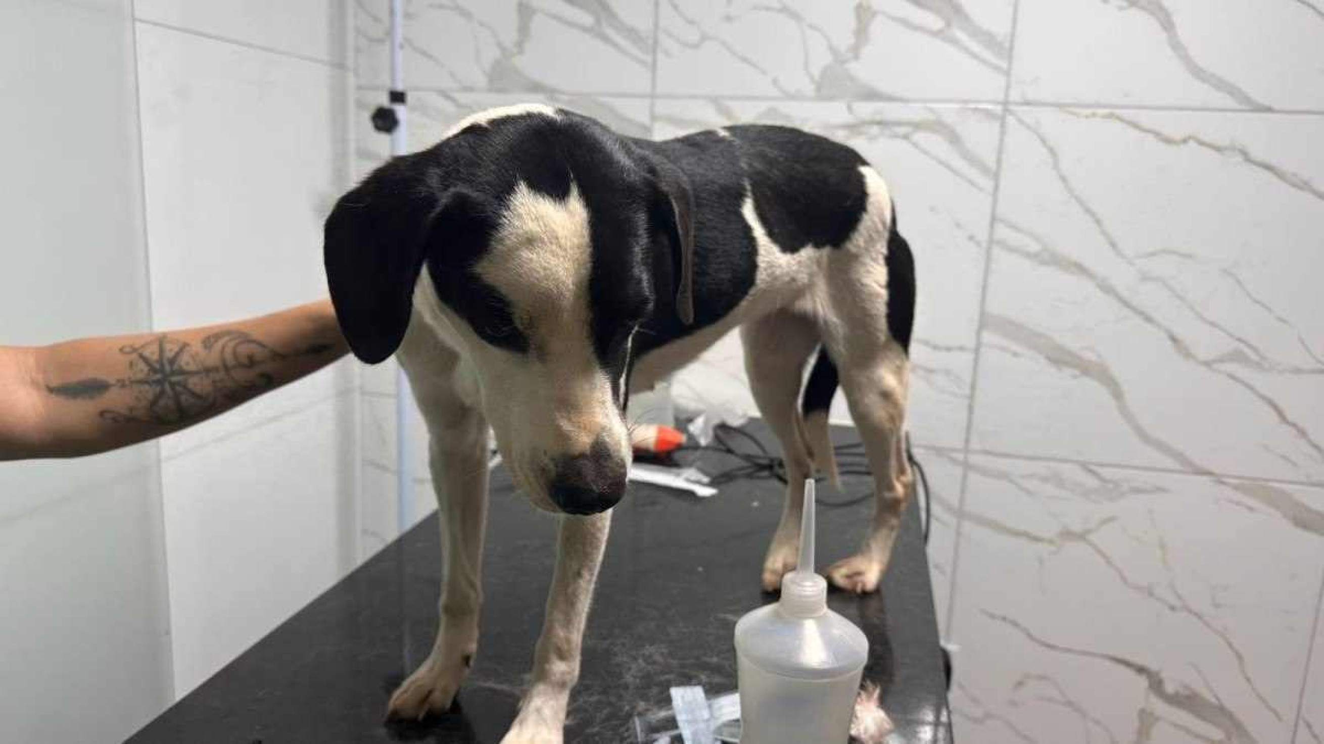 Motorista alcoolizado atropela cachorro em Taguatinga