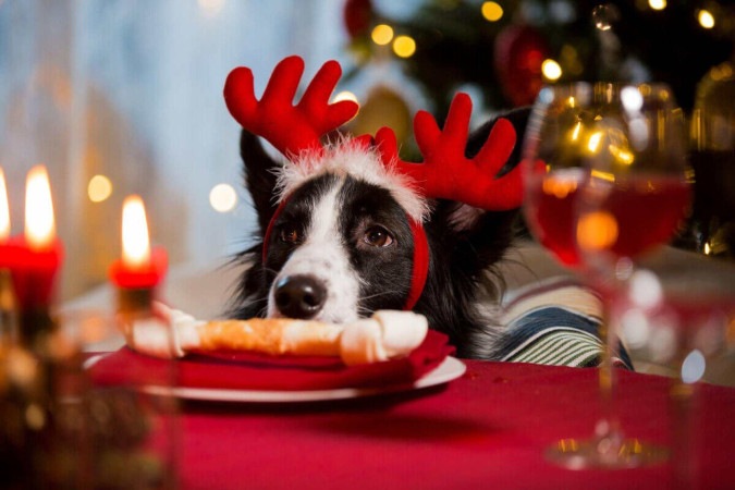 Pratos festivos podem ser prejudiciais à saúde dos cachorros (Imagem: Aleksandra Suzi | Shutterstock) -  (crédito: EdiCase)