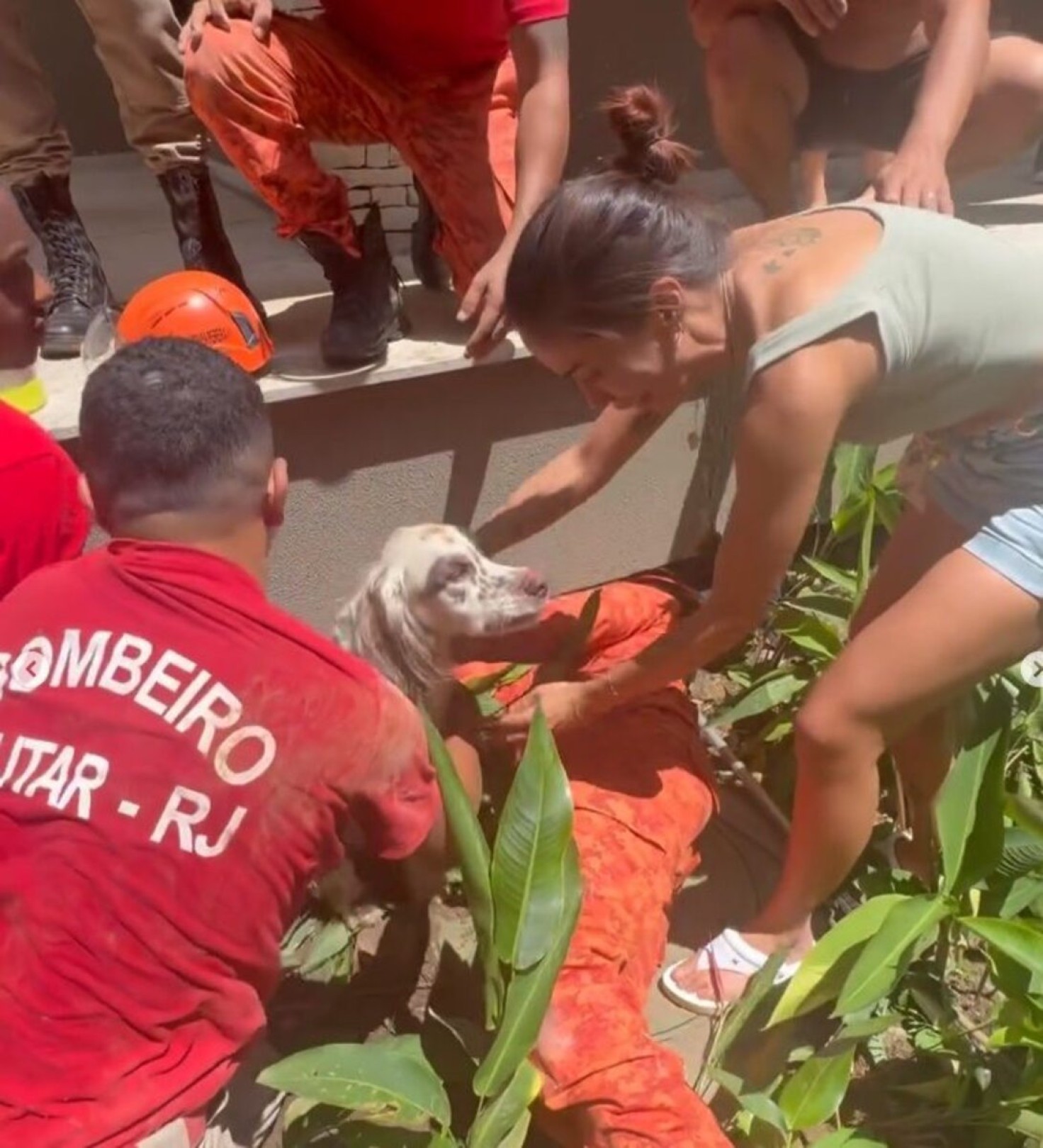 Cachorro de Anitta se assusta com fogos, cava buraco e é resgatado