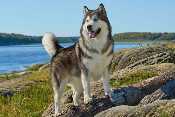 O malamute do Alasca chama atenção por sua aparência majestosa e história fascinante (Imagem: Jia Images
| Shutterstock)  -  (crédito: EdiCase)