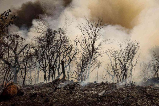  Cerca de 40% das plantas do bioma são endêmicas e se desenvolvem exclusivamente na localização. Especialistas alertam para a necessidade de manejo correto do fogo  -  (crédito:  Marcelo Camargo/Agência Brasil)