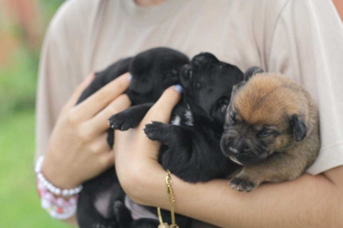 Arquivo pessoal - Reprodução/Instagram - Gina Pastana e Debora Bispo são amigas que se voluntariaram para acolher animais na SOS Pets, em Valparaíso (GO)  -  (crédito: Fotos: PEDRO SANTANA / CB)