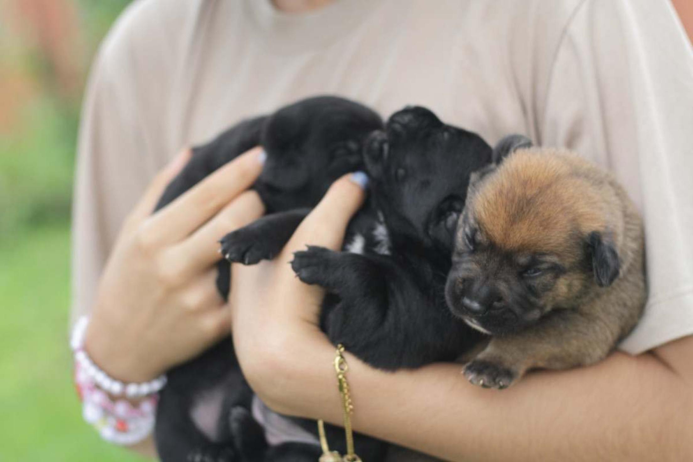 Voluntários se unem para oferecer nova chance a animais abandonados