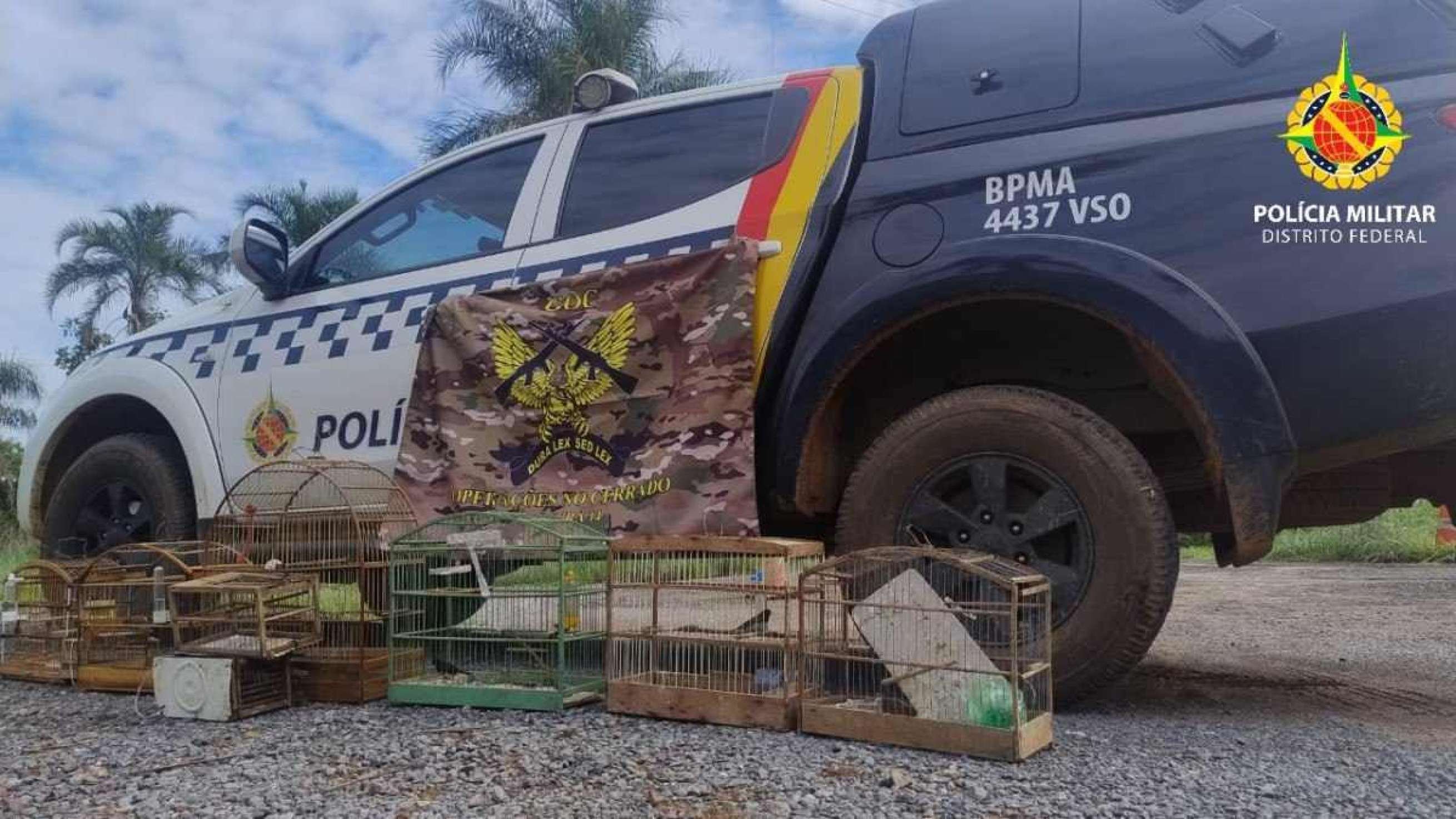 PM apreende três pássaros silvestres em Planaltina; suspeitos foram presos