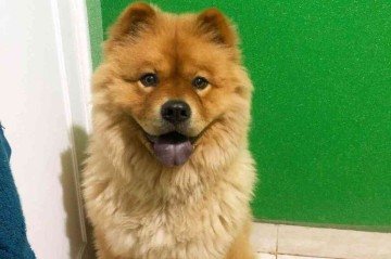 Kenai reage bem aos comprimidos em cápsulas