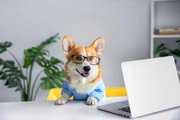 Nomes inspirados em 'The Office' exploram a personalidade única dos pets e criam conexões com os fãs da série (Imagem: Kristina Holovach | Shutterstock) -  (crédito: EdiCase)