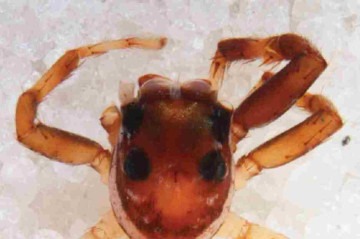 Phintelloides versicolor, localizada no Sri Lanka -  (crédito:  Biodiversity Data Journal)