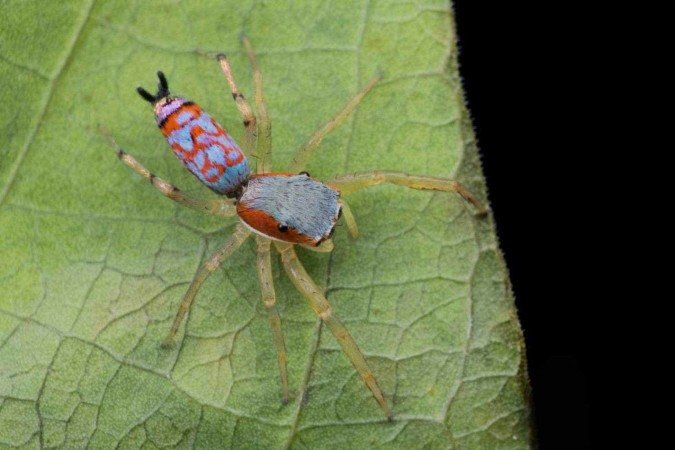 espécie de aranha Chrysilla lauta 