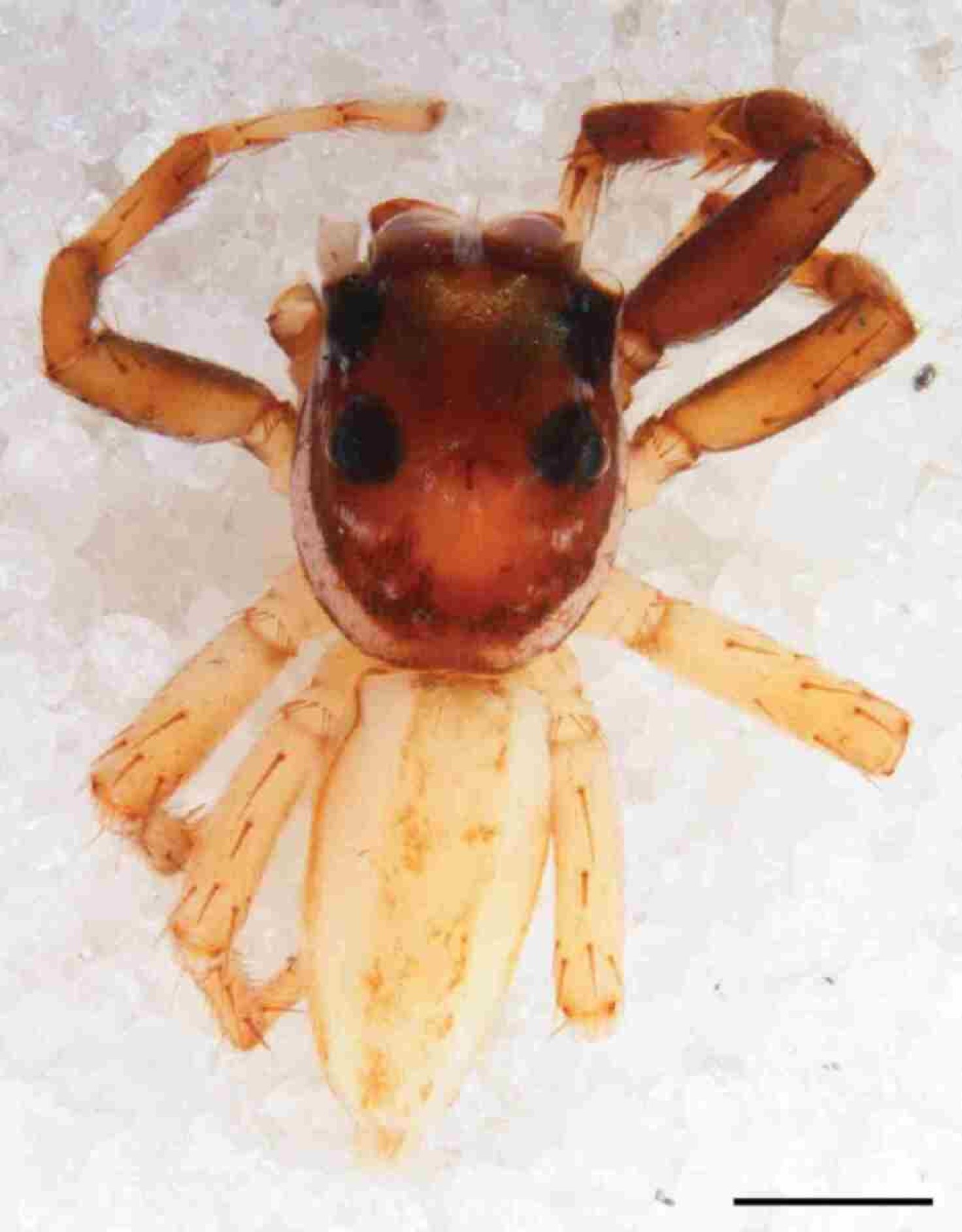 Da biologia para a informática: Aranhas saltadoras inspiram rede de dados