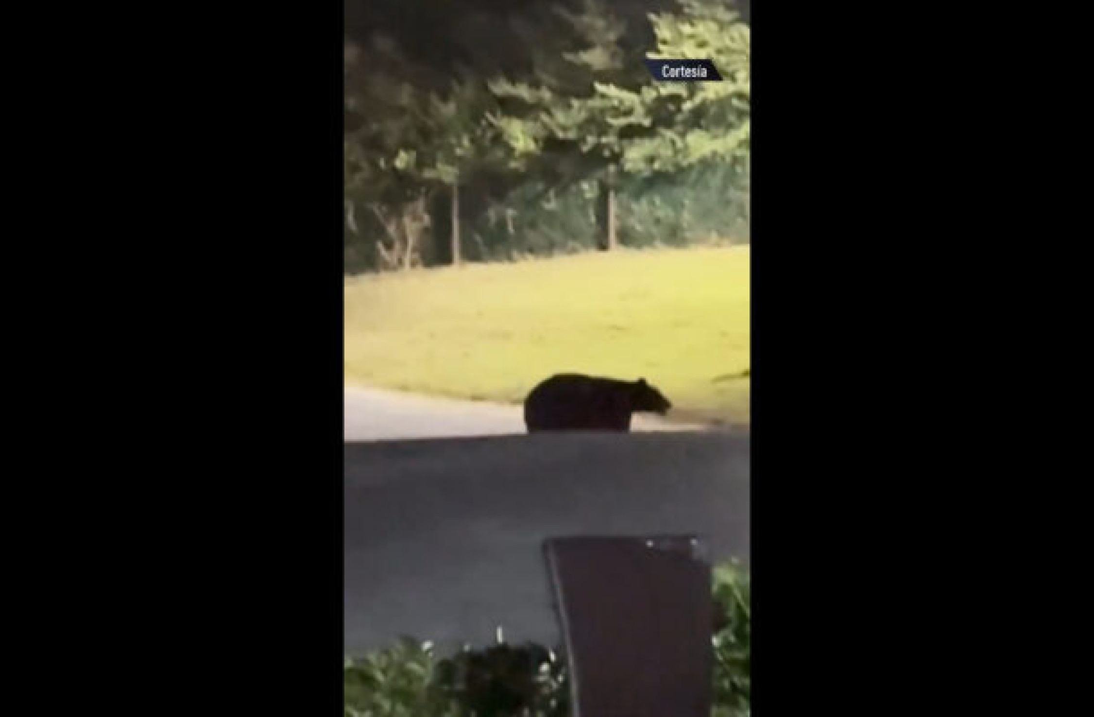 Ex-jogador da Argentina leva susto com visita de urso em sua casa Ex-jogador da Argentina leva susto com visita de urso em sua casa