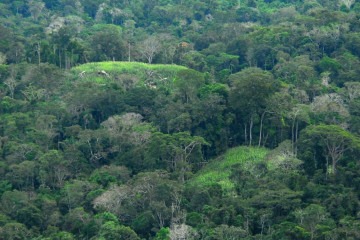 De acordo com o dispositivo, serão definidas como 'floresta' as áreas com predominância de vegetação 'com as médias de alturas totais a partir de 20 metros, e que apresentem indivíduos com alturas máximas entre 30 (trinta) e 50 (cinquenta) metros' -  (crédito: Governo do Acre/Wikimedia Commons )