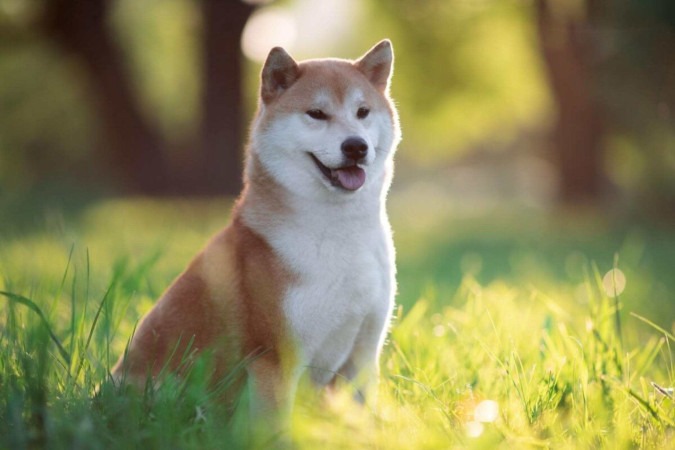 O shiba é um cachorro leal e espirituoso (Imagem: OlesyaNickolaeva | Shutterstock)  -  (crédito: EdiCase)