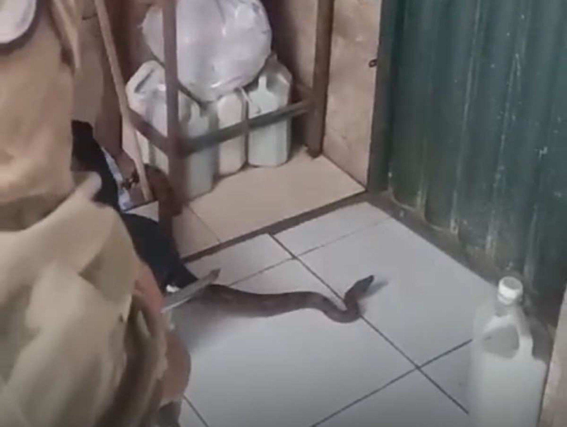 Jiboia invade casa cheia de crianças e assusta moradores em São Sebastião