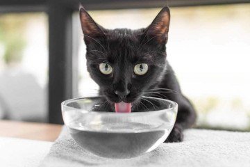 Para gatos, é recomendado testar o uso de fontes de água e oferecer ração úmida