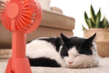 Apenas a escovação diária é indicada para gatos 