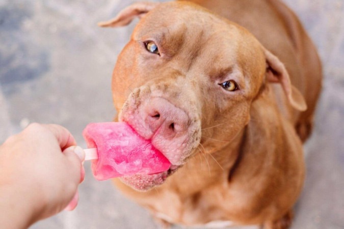 Petiscos gelados ajudam a reduzir o calor para os animais (Imagem: SvetikovaV | Shutterstock) -  (crédito: EdiCase)