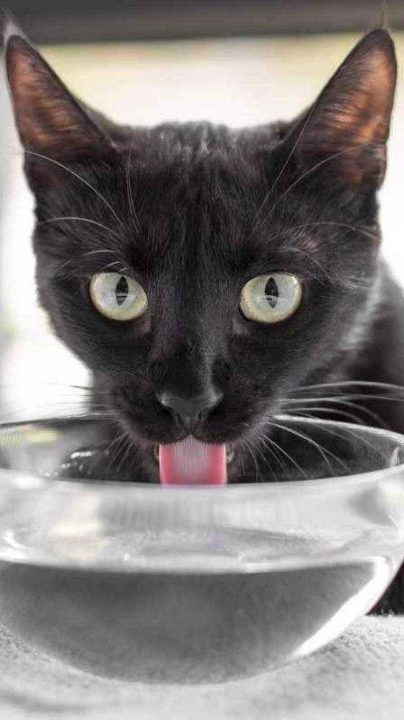 Para gatos, é recomendado testar o uso de fontes de água e oferecer ração úmida -  (crédito: Reprodução/Freepik )