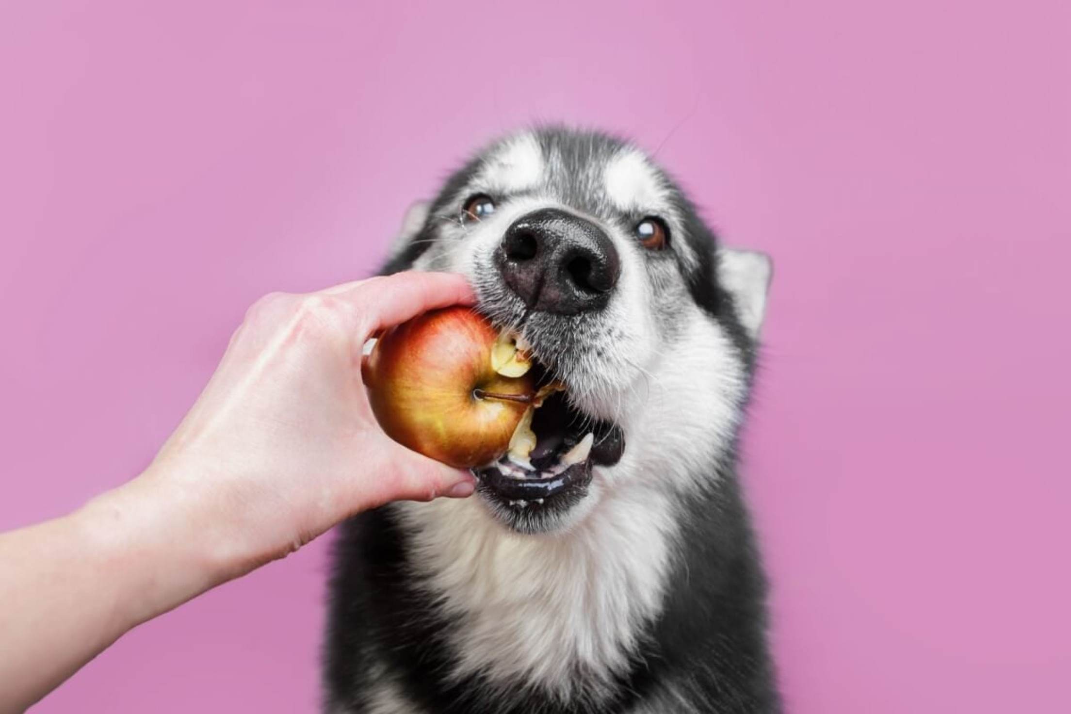 8 sabores que os cachorros mais gostam 