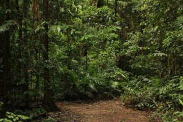 A Floresta Amazônica está sob pressão por causa da combinação de fogo, seca e calor que ameaça espécies, inclusive centenárias   -  (crédito: Reprodução/Freepik)