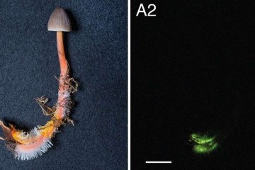 Cogumelo da espécie Mycena crocata -  (crédito: Divulgação/Baggenstos/Rudolf)