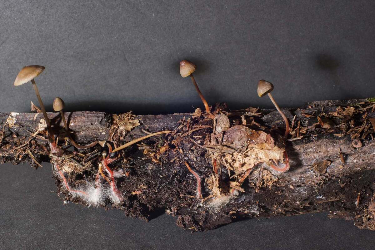 Experimentos genéticos confirmaram a identidade da espécie e a presença de genes relacionados à bioluminescência encontrados em todos os fungos brilhantes do gênero Mycena -  (crédito: Divulgação/Baggenstos/Rudolf)