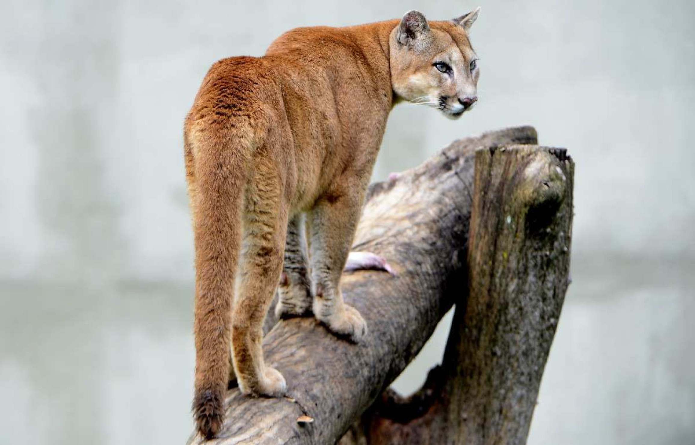 Uma das estrelas do Zoo, trio de pumas encanta visitantes