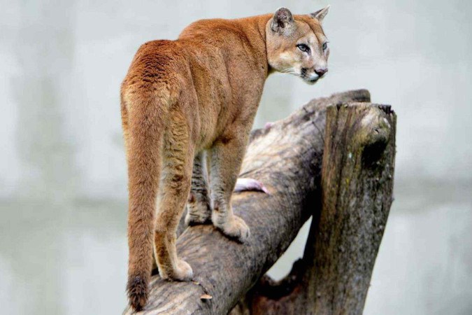  Nala, com seu focinho cor-de-rosa, é exibida. Está sempre está no topo dos troncos  -  (crédito:  Marcelo Ferreira/CB/D.A Press)