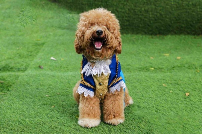 Personagens de contos de fadas podem servir de inspiração para o nome do seu cachorro (Imagem: Radhitya ardian arkans | Shutterstock) - (crédito: EdiCase) Personagens de contos de fadas podem servir de inspiração para o nome do seu cachorro (Imagem: Radhitya ardian arkans | Shutterstock) - (crédito: EdiCase)