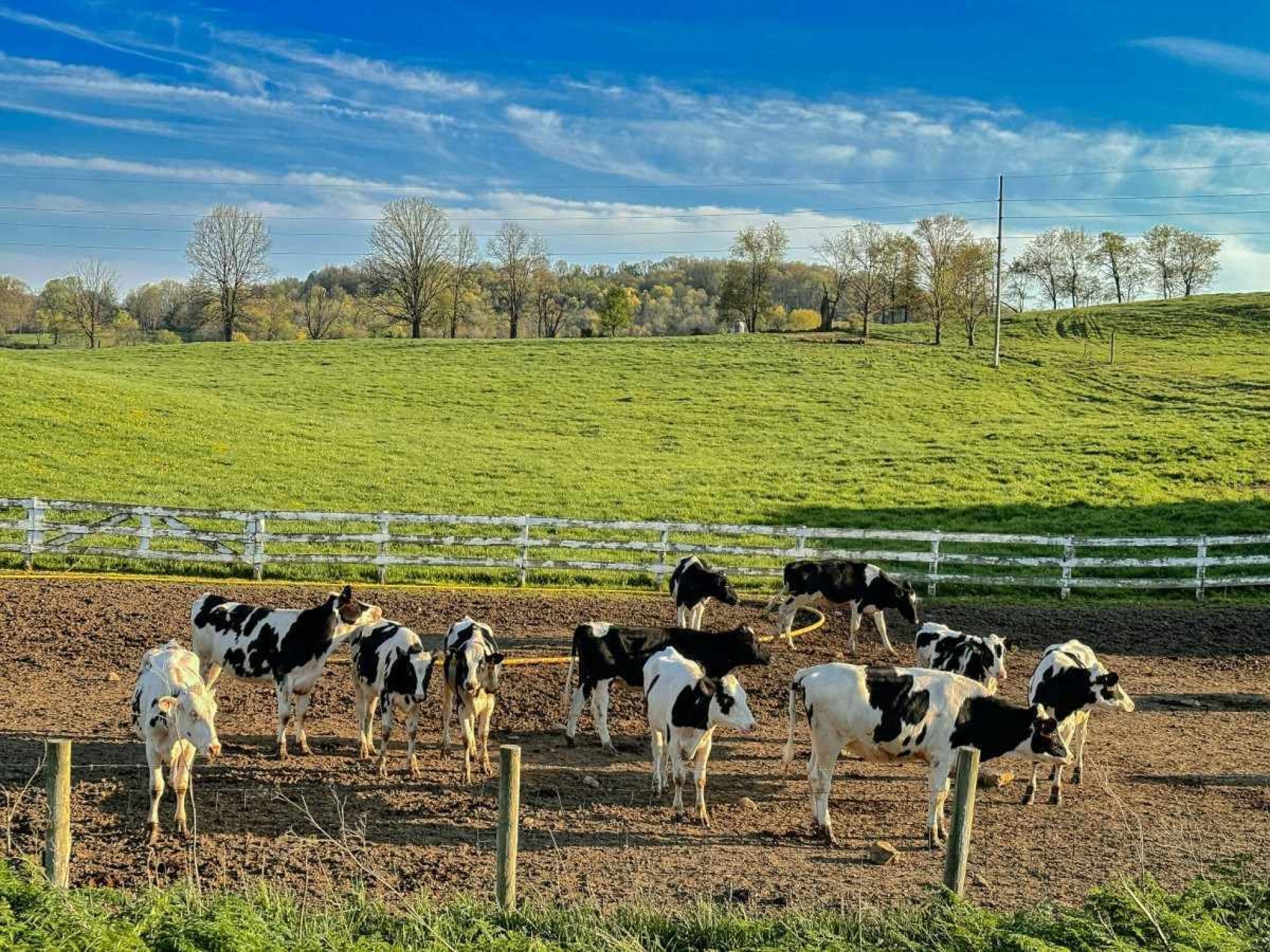 Homem morre após levar coice de vaca em tentativa de zooerastia em Samambaia