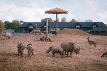 Área comum de animais africanos em zoológico inglês foi palco de ataque -  (crédito: Colchester Zoo / East Anglia News Service)